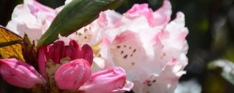 索玛花在哪个地方 索玛花介绍