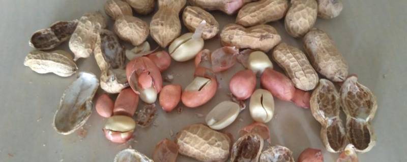 盐可以代替沙子炒花生吗（用盐可以炒花生吗）