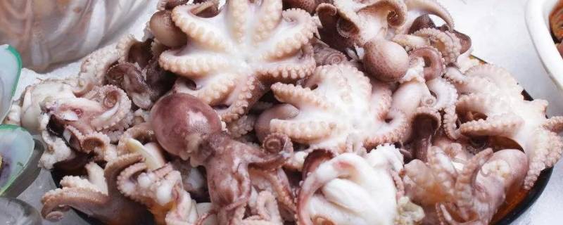 八爪鱼的内脏不清理可以吃吗 八爪鱼的内脏不清理可以吃吗有毒吗