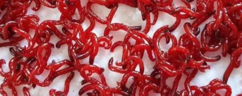 红虫如何保存一个月（红虫怎么保存一个月）