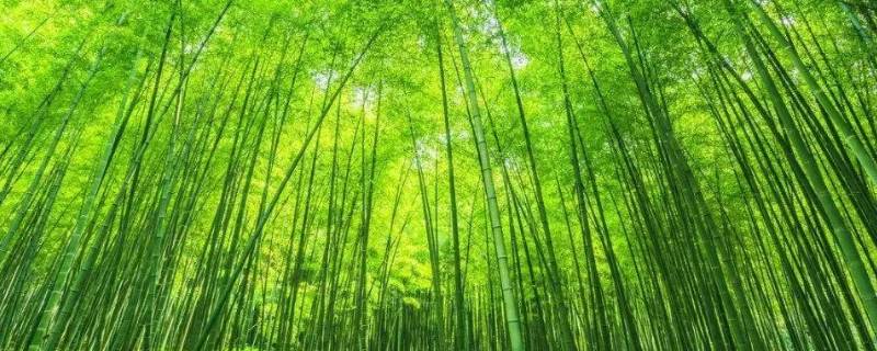 竹的文化寓意 竹的寓意和象征是什么