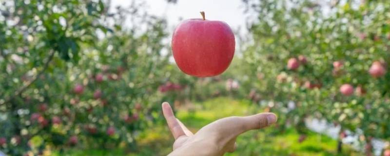 苹果什么时候传入中国 苹果什么时候传入中国朝代