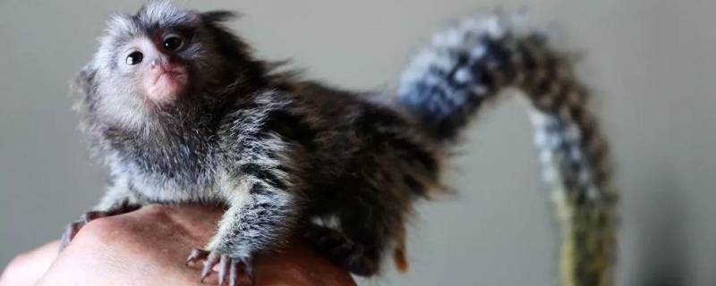 世界上最小的猴子 世界上最小的猴子拇指猴