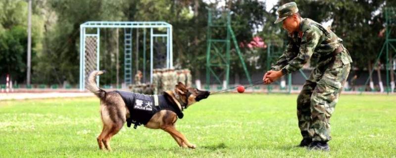 军犬和警犬的区别 军犬和警犬哪个厉害