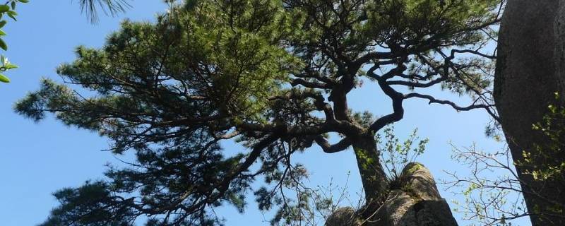 南方松树为什么没有松子 南方松树为什么没有松子树