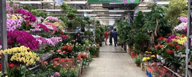 北京花卉市场批发市场在哪里（北京花卉市场批发市场在哪里进货）