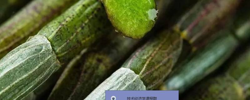 10克石斛有几粒（石斛对肝造成严重损伤）