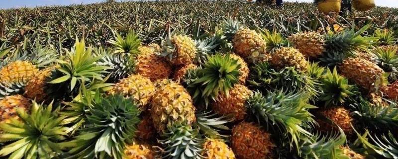 青菠萝可以直接吃吗（青菠萝可以直接吃吗图片）