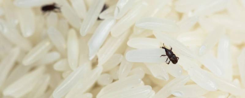 米里面有黑虫怎么办（米里面有黑虫怎么办可以吃吗）