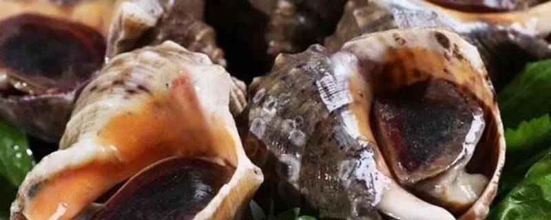 海螺的黄可以吃吗（海螺的黄有什么营养）