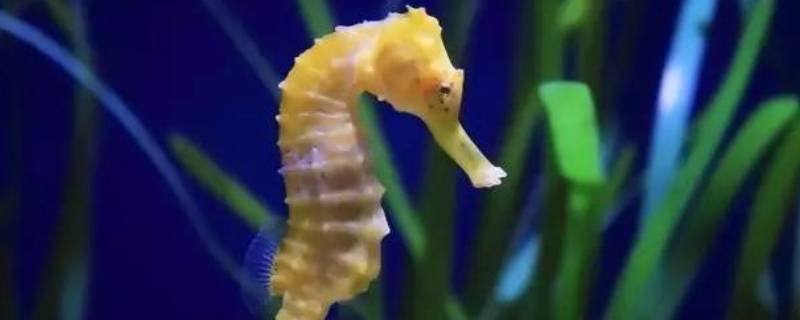 海马是爸爸生的吗（海马是爸爸生的吗视频）