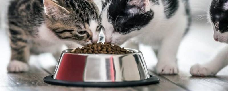 过期的猫粮属于什么垃圾（过期的猫粮属于什么垃圾分类哪一项）