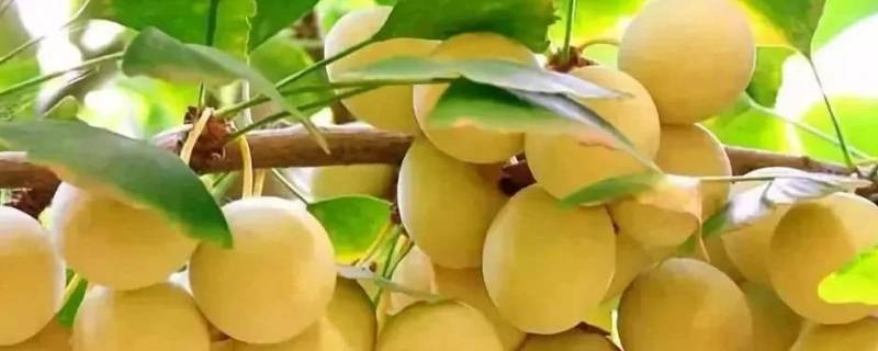 银杏树结的果子叫什么 银杏树结的果子叫什么名字