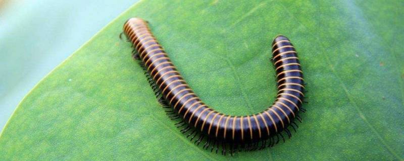 家里马陆虫从哪来的（打死一只马陆虫会招来很多吗）