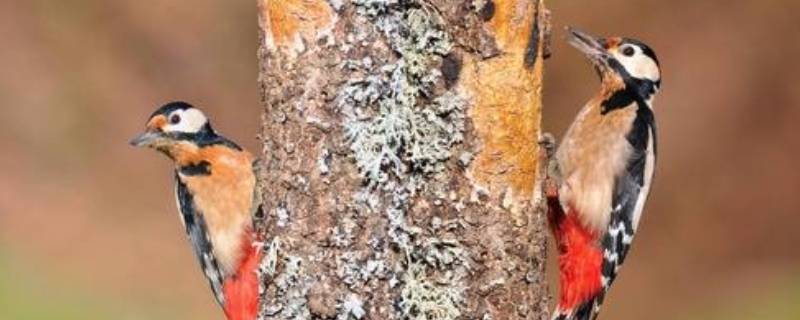 冬天啄木鸟捉虫子吗 冬天啄木鸟捉虫子吗视频