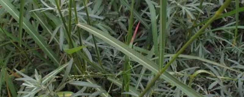 白草的别名 白草的别名是什么