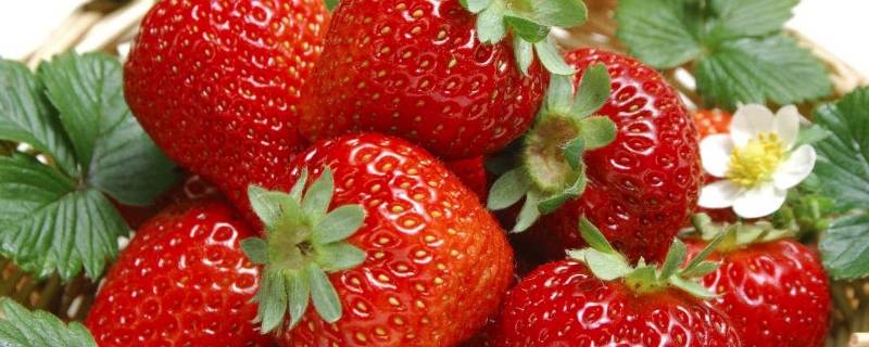 草莓特点 九香草莓特点