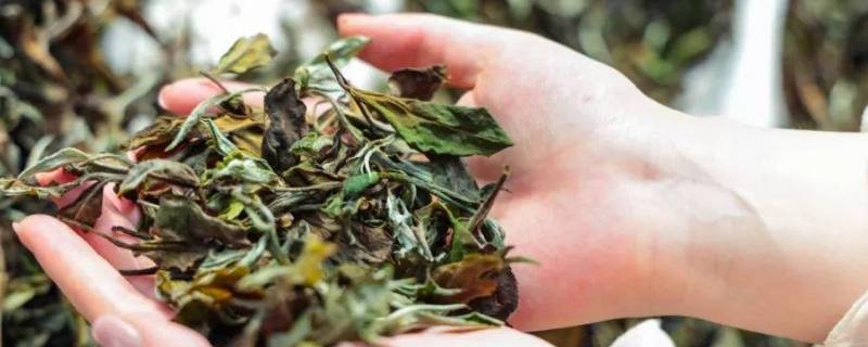 白茶由来（白茶的发源）