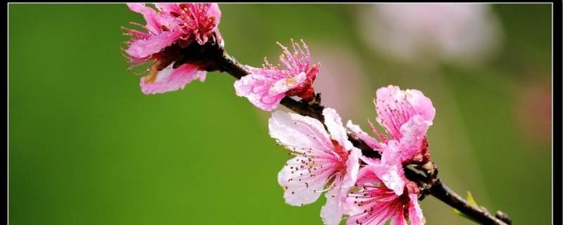 春季习俗（春节有什么风俗 传统）