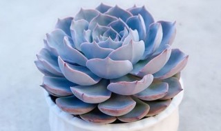 如何养好蓝色惊喜 如何养好蓝色惊喜鱼 如何养好蓝色惊喜 如何养好蓝色惊喜鱼