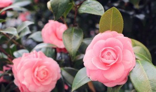 送女生什么花（送女生什么花比较好）