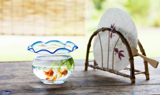 养鱼法则如何养好自己家里鱼（家养的鱼怎么养）