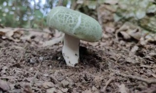 青头菌能放冰箱吗（青头菌可以直接放冰箱冷冻保存?）