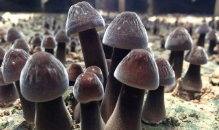 鸡枞可以放冰箱冷藏吗（鸡枞可以放冰箱冷藏吗能放多久）