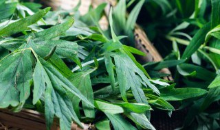 艾草需要煮多久才能用 艾草要煮几分钟