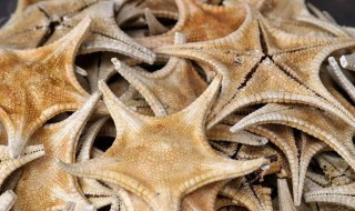 海星干清洗方法（海星干怎么洗）