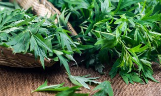 艾叶泡脚一次多长时间 艾叶泡脚一次多长时间为好